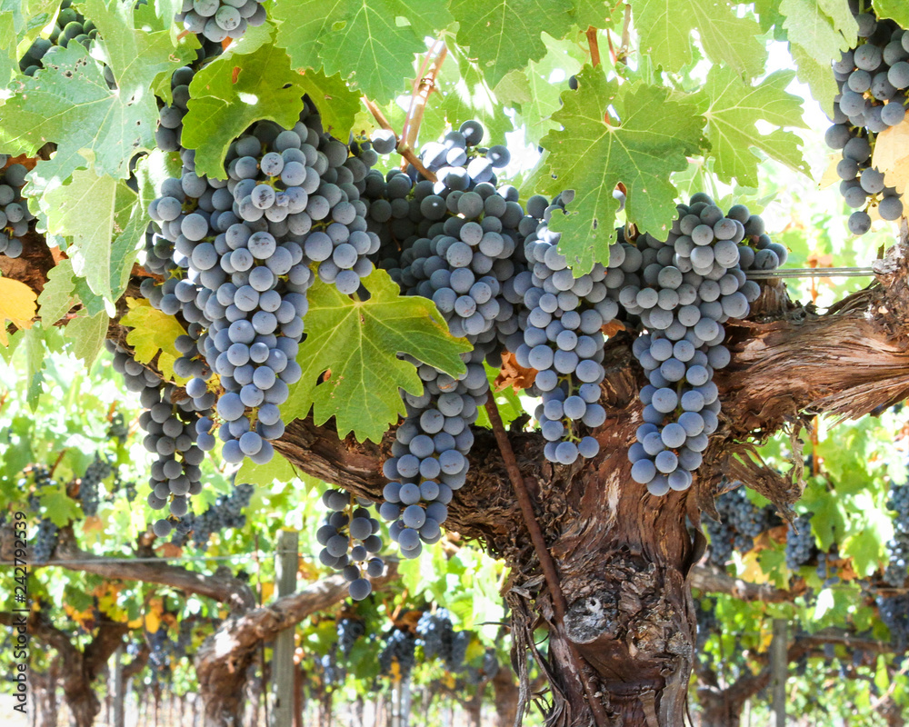 Cab is Fab - Cabernet Sauvignon grape clusters, ready to burst with flavor. Alexander Valley, California, USA