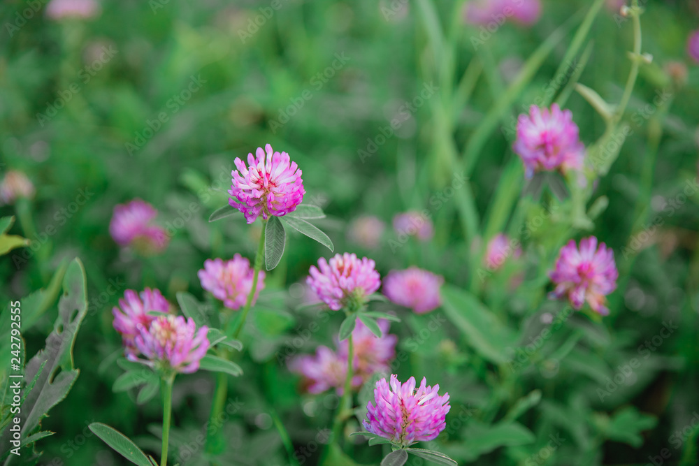 Red Clover flowers close up on a background of green foliage in spring. Blossoming clover (Trifolium pratense)