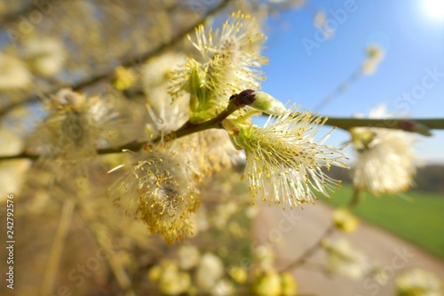 Willow. verba. Willow twigs with buds on a blue sky.  Spring floral background. Spring season © Yuliya