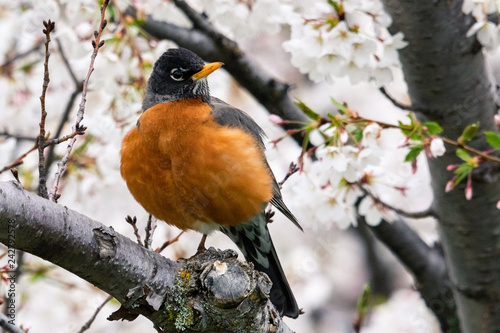 American Robin with one leg standing in a flowering tree