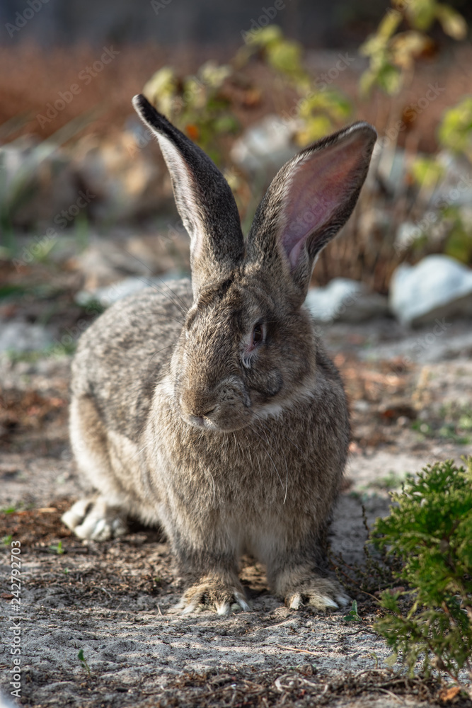 Fototapeta premium Portrait of a big beautiful rabbit in the yard