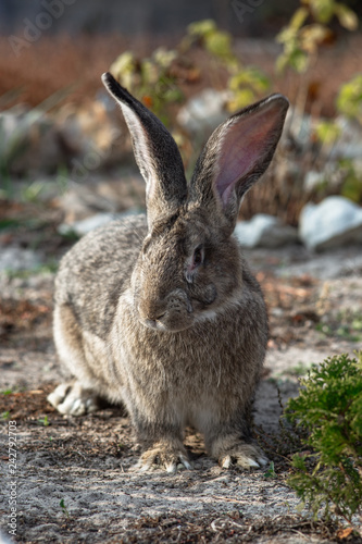 Portrait of a big beautiful rabbit in the yard