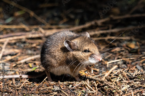 Pacific Jumping Mouse