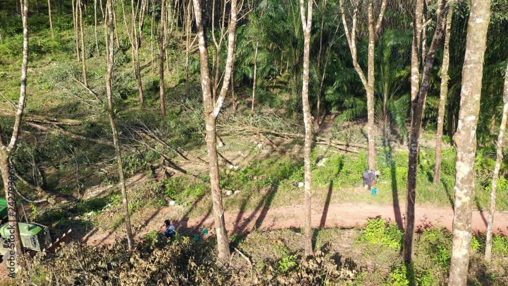 Deforestation, logging. Cutting down trees in forest. Southeast Asia Deforestation, logging. Cutting down trees in forest. Southeast Asia