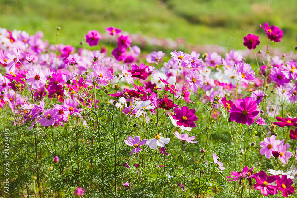 Cosmos field Cosmos field