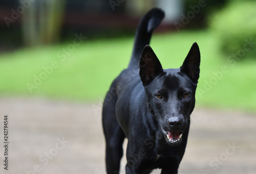 Dog Walking / The black dog walking and open your mouth on walkway in the garden - Asia Dog Thai