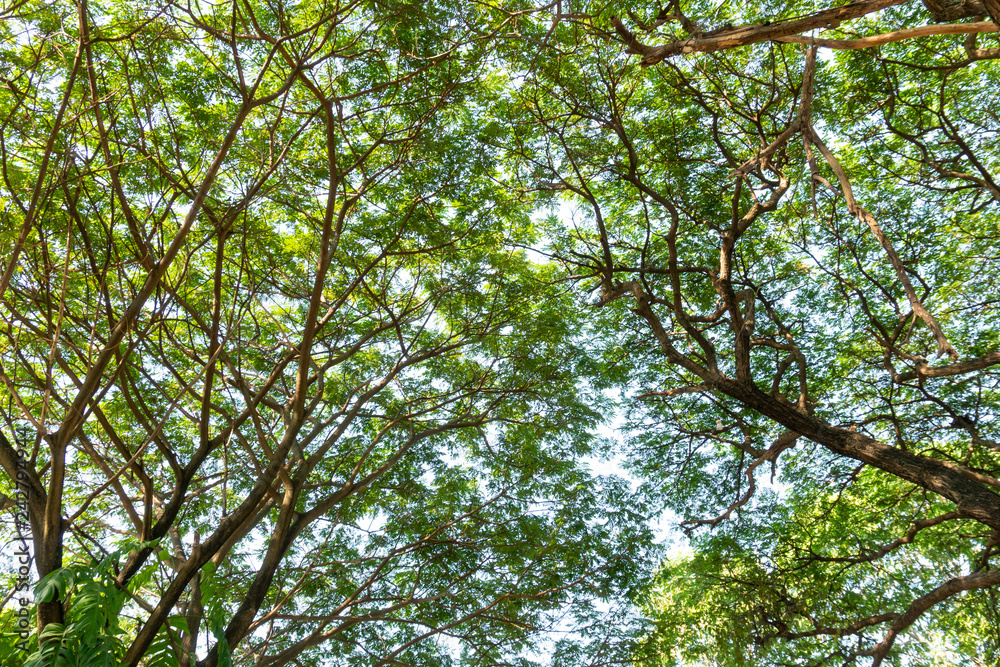 Fototapeta premium tree with leaf view from bottom