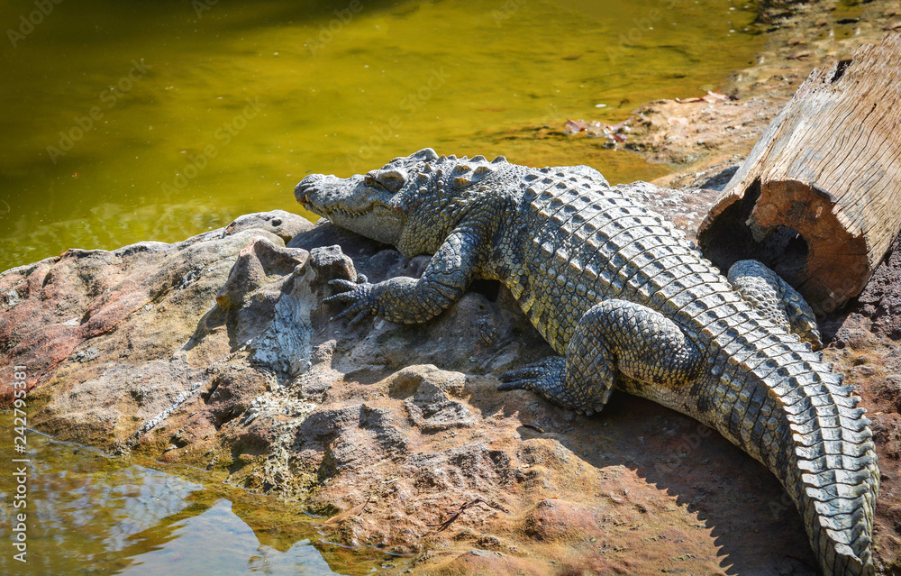 Crocodile lying relaxing on stone near the water in A crocodiles farm / animal wildlife reptile Crocodile lying relaxing on stone near the water in A crocodiles farm / animal wildlife reptile