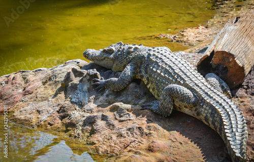 Crocodile lying relaxing on stone near the water in A crocodiles farm   animal wildlife reptile