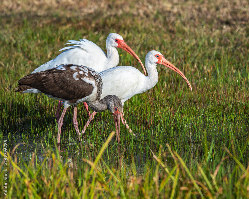 Fototapeta premium Three white ibis walking in the wet grass!