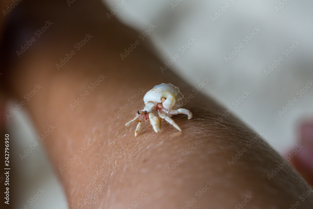 Obraz premium Hermit crab plays on a child hand