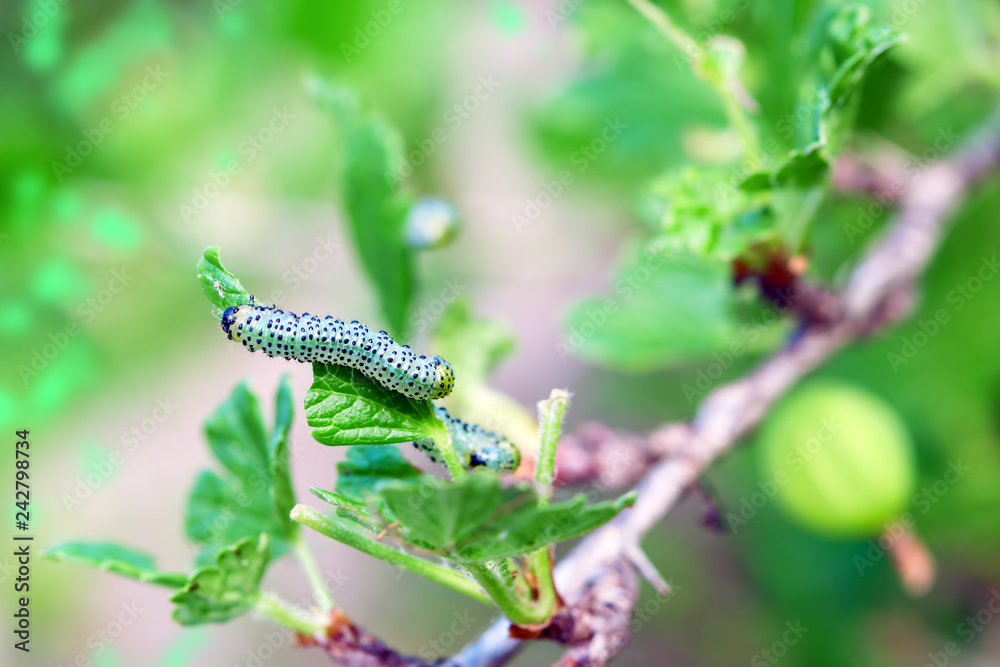 The gooseberry caterpillar (Nematus ribesii) is a garden pest that eats leaves green gooseberries
