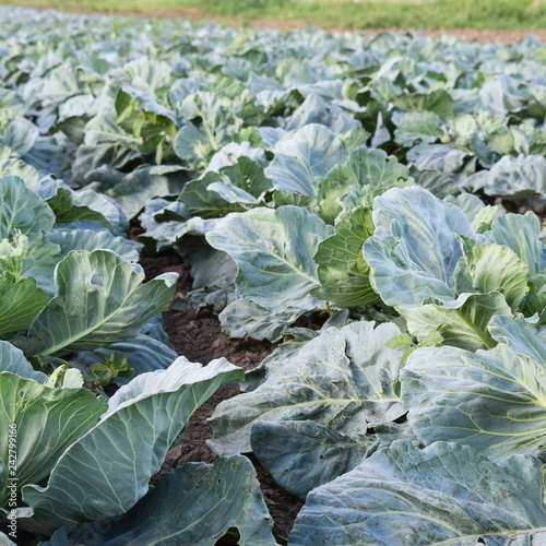 Cabbage field