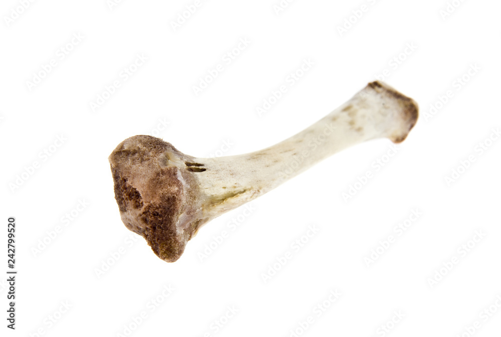 bones isolated on white background bones isolated on white background