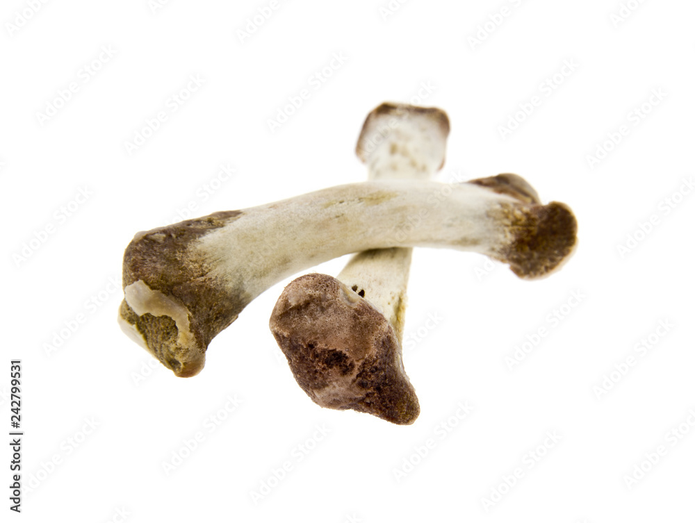 Fototapeta premium bones isolated on white background