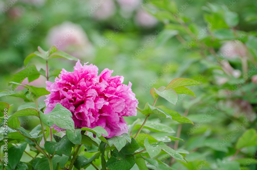 Peony flowers in the rain Peony flowers in the rain