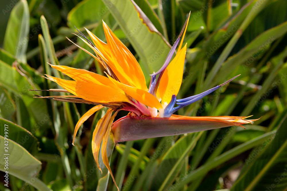Flower Strelitzia. Rare plant showiness of blossom can compare with the Royal strelitzia . No wonder it is often called Flower Strelitzia. Rare plant showiness of blossom can compare with the Royal strelitzia . No wonder it is often called
