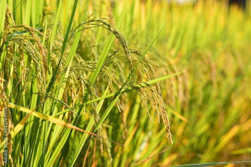 close up of ripening rice in a paddy field close up of ripening rice in a paddy field