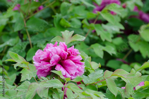 Peony flowers in the rain