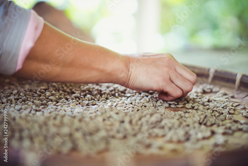 dry organic green bean selecting in coffee milling process, selective focus.