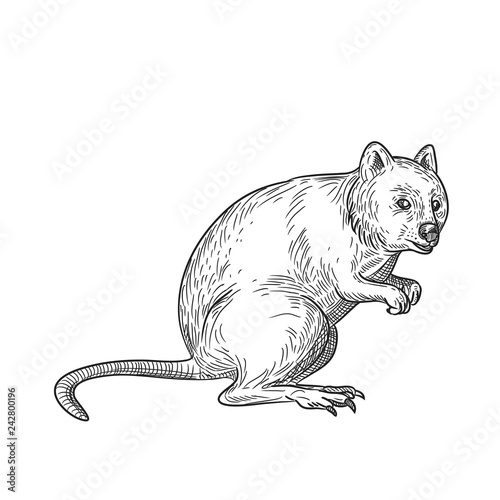 Drawing sketch style illustration of a quokka, Setonix brachyurus, a small macropod marsupial native to  Western Australia on isolated white background in black and white.