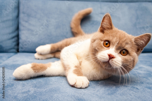 A cute British lilac white bicolour cat is lying on a blue sofa and looking straight at the camera
