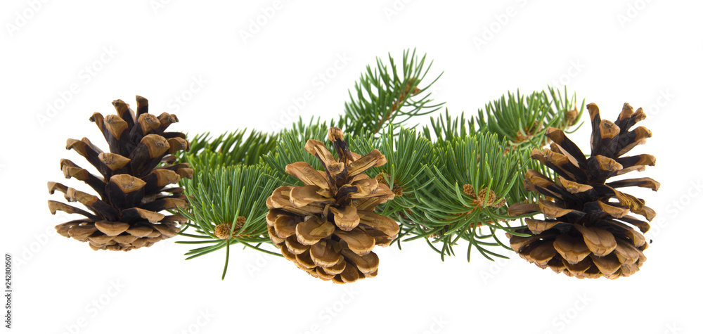 tree branch and cones isolated on white background tree branch and cones isolated on white background