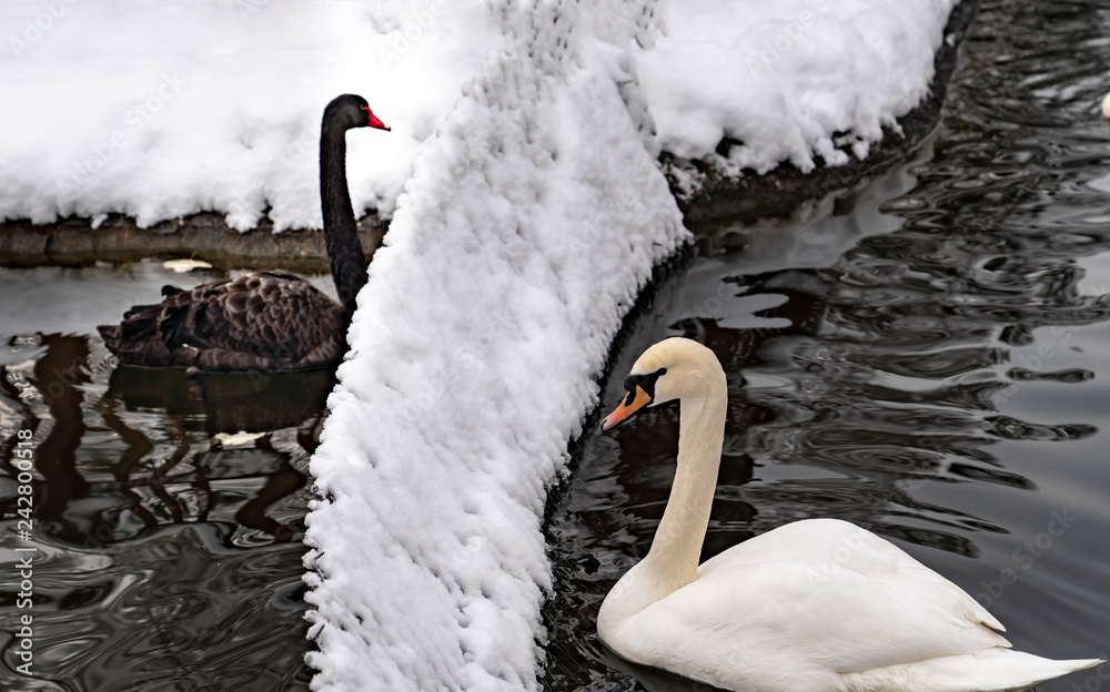 Fototapeta premium Black swan and white swan separated with a fence in Kugulu Park in winter, Ankara, Turkey