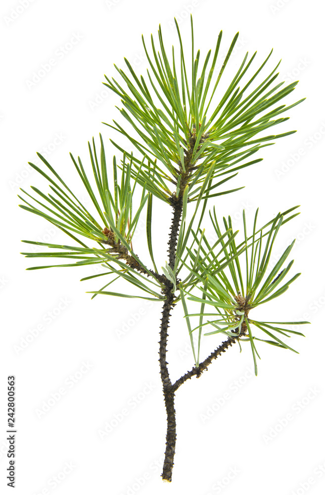 green tree branch isolated on white background