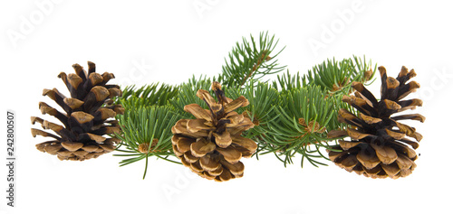 tree branch and cones isolated on white background