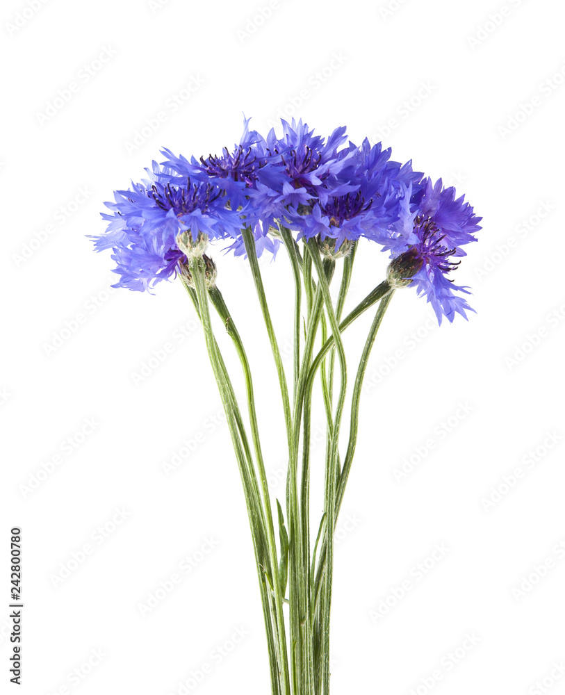 Fototapeta premium kwiaty Centaurea na białym tle