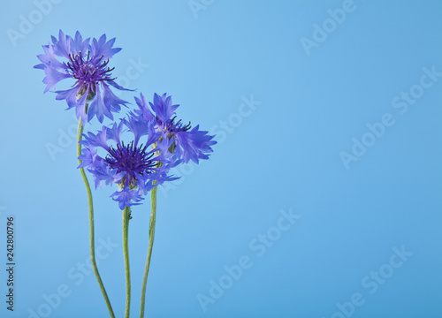 flowers of Centaurea on a blue background