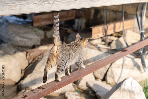 Tabby kitten walks on thin iron photo