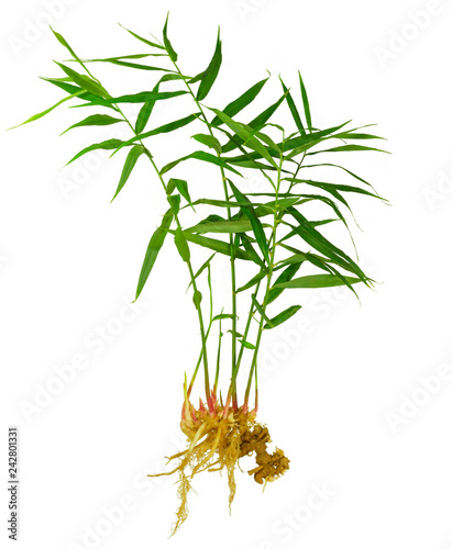 Vászonkép full ginger plant with leaves, growing ginger from rhizome or root isolated on w