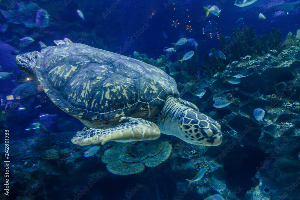 Obraz premium Turtle, turtle in the sea, life if the sea