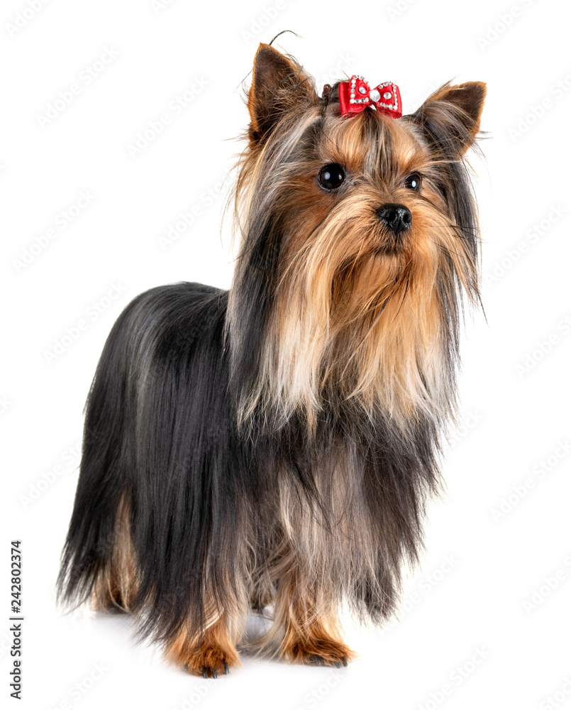 yorkshire terrier in studio yorkshire terrier in studio
