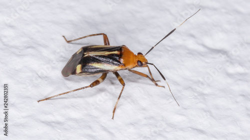 Horciasinus signoreti photo