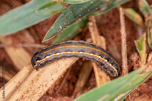 caterpillar photo