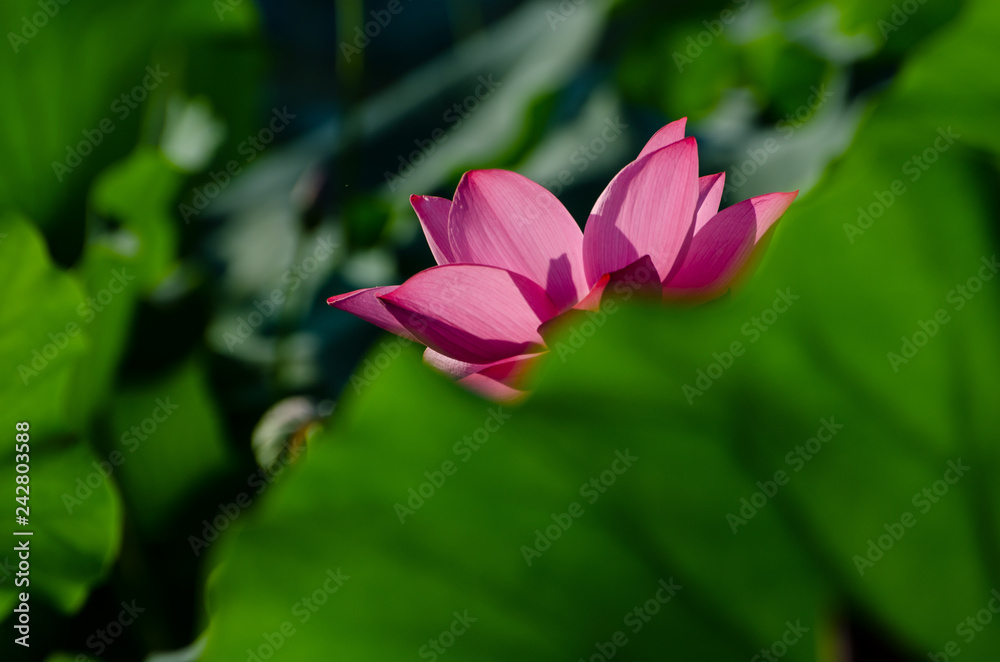 Beautiful lotus blooming in the pond natural landscape