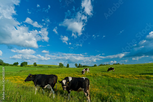 Cows on idyllic green field with blue sky