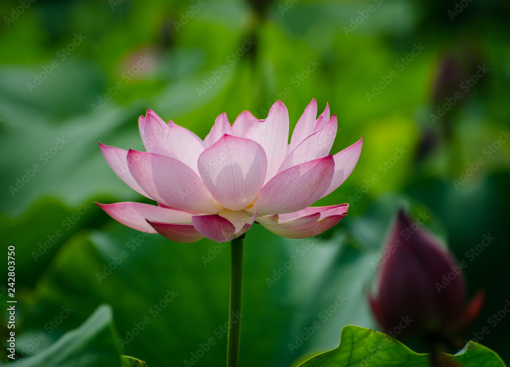 Beautiful lotus blooming in the pond natural landscape Beautiful lotus blooming in the pond natural landscape