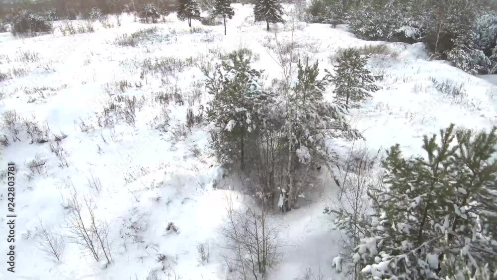 winter snowy forest from above, shooting from quadrocopter winter snowy forest from above, shooting from quadrocopter