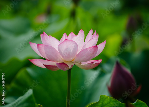 Beautiful lotus blooming in the pond natural landscape