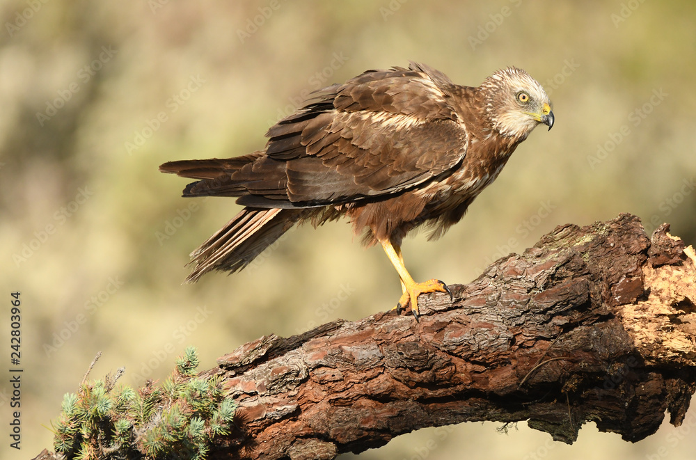 Naklejka premium Aguila lagunero macho en uno de sus posaderos