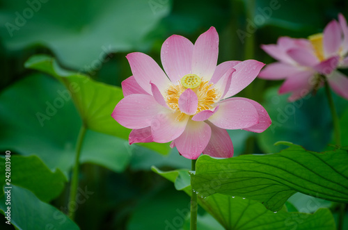 Beautiful lotus blooming in the pond natural landscape