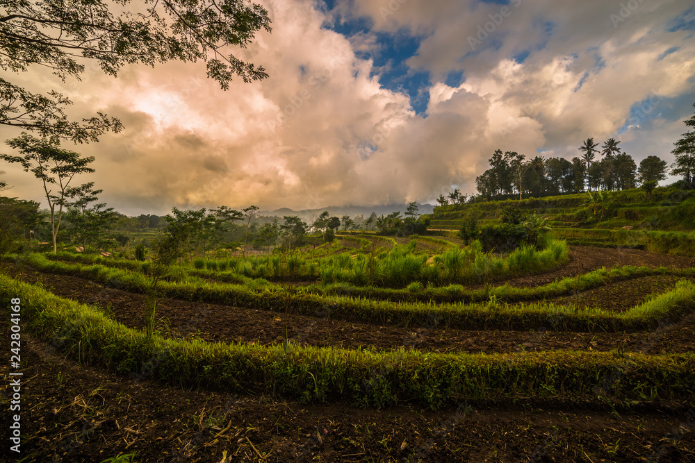Rice terraces in mountains at sunrise, Bali, Indonesia