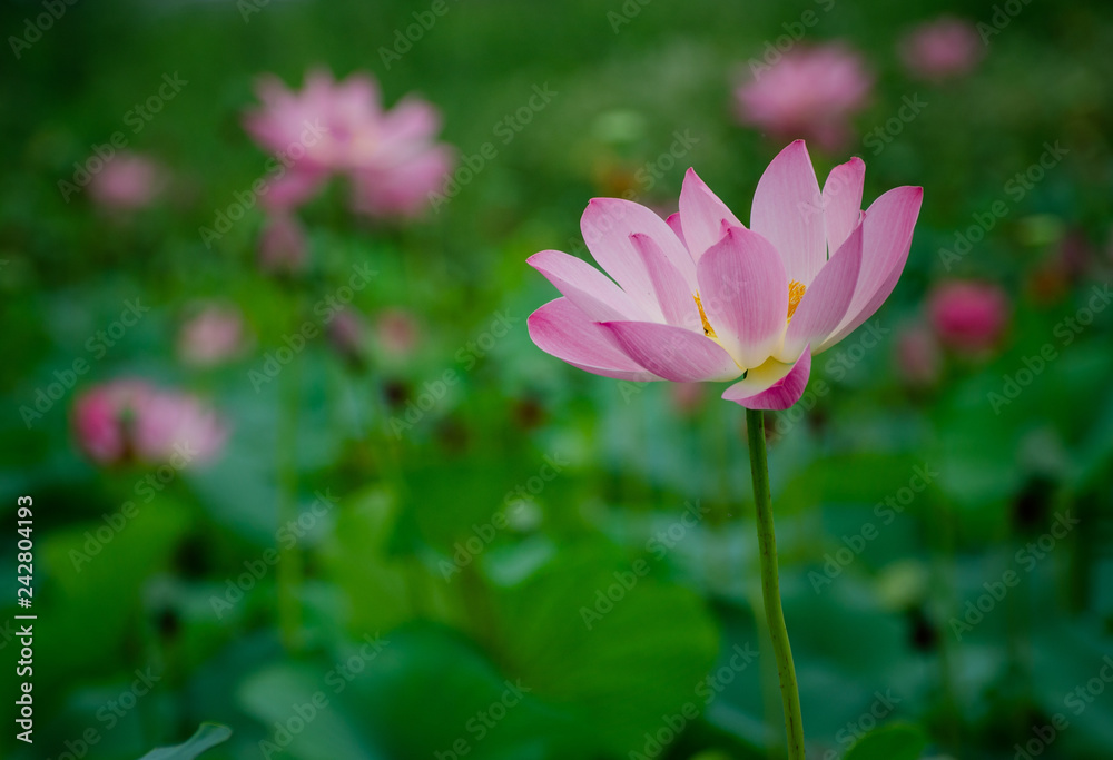 Beautiful lotus blooming in the pond natural landscape Beautiful lotus blooming in the pond natural landscape