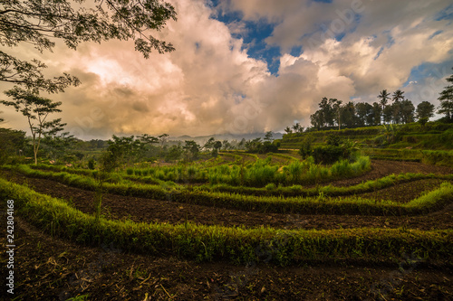 Rice terraces in mountains at sunrise  Bali  Indonesia