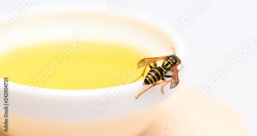 Natural honey and bee close up. Bee or wasp on cup of honey white background. Sweet natural nectar. Healthy food and lifestyle concept. Natural and organic product. Natural sweetener. Honey producing