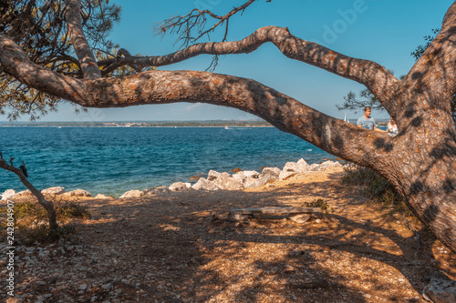 tree on the paradise beach